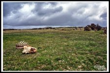 Hurlers-01.jpg