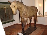 023 Pferd von Gustav Adolf.JPG