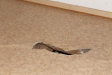 IMG_8097 (Small).JPG IMG_8097 (Small).JPG