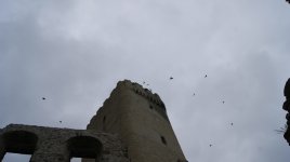 _DSC0824.JPG _DSC0824.JPG