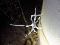 Weisshaarspinne.jpg Weisshaarspinne.jpg