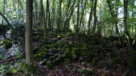 _DSC0559.JPG _DSC0559.JPG