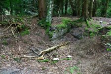 Schachtanlage im Wald19 (Small).JPG Schachtanlage im Wald19 (Small).JPG