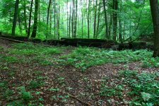 Schachtanlage im Wald23 (Small).JPG Schachtanlage im Wald23 (Small).JPG