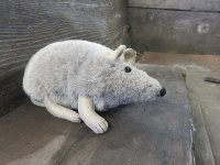1-173-IMG_6996.JPG