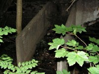 PICT0234.JPG