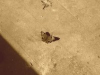 7butterfly.jpg 7butterfly.jpg