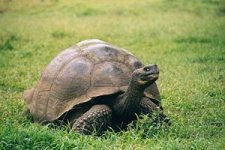 300px-Galapagos_Geochelone_nigra_porteri.jpg