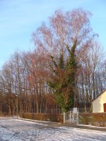 Sonnenimpressionen23.12.2009 - 07.jpg Sonnenimpressionen23.12.2009 - 07.jpg