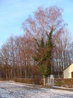 Sonnenimpressionen23.12.2009 - 07.jpg