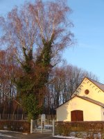 Sonnenimpressionen23.12.2009 - 09.jpg Sonnenimpressionen23.12.2009 - 09.jpg