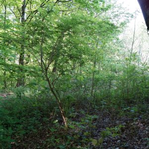 DSC09272.JPG