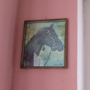 IMG_7011.JPG