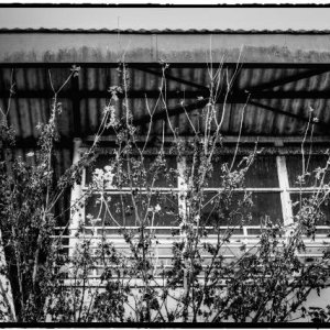 DSCF2843_Enhancer_Fotorx.jpg
