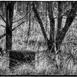 IMG_0478_Enhancer.jpg