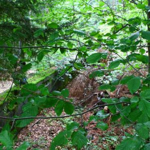 Schachtanlage im Wald14 (Small).JPG