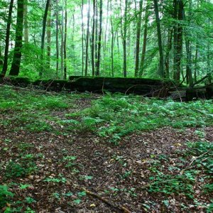 Schachtanlage im Wald23 (Small).JPG