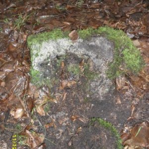 SAM_1847.JPG