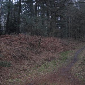 Wald II 1.jpg