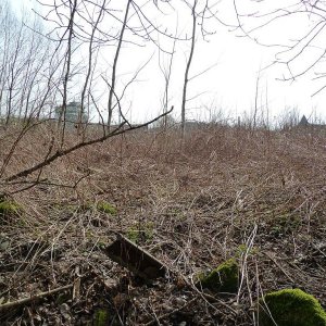 Gleisreste Richtun Wald hohe Brücke.jpg