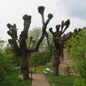IMG_6335.JPG