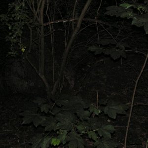 PICT0068.JPG