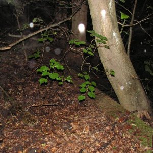 PICT0075.JPG