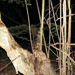PICT0093.JPG