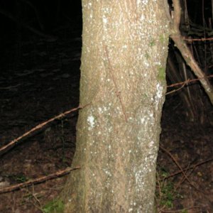 PICT0094.JPG