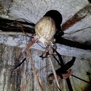 Medium 'IMG20250315135653.jpg' in der Kategorie 'Bergbau und Naturhöhlen'