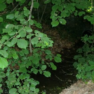 CIMG0266.JPG