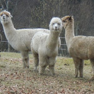 Lamas mit Hüten.JPG