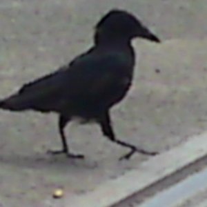 dsc02257.jpg