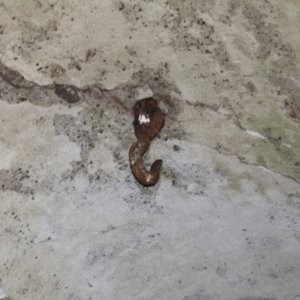 IMG_0022 (Custom).JPG