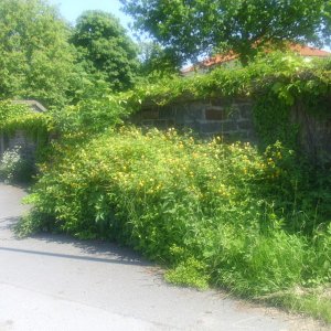 DSCI0587.JPG