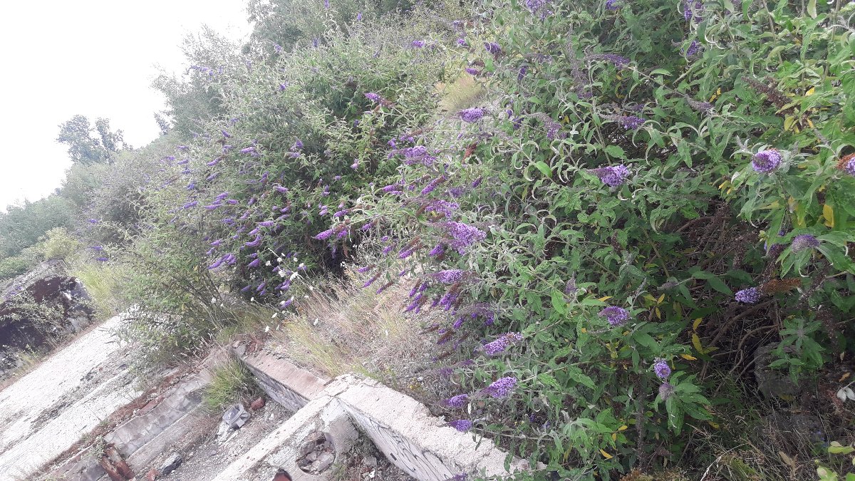 20250713_180945.jpg