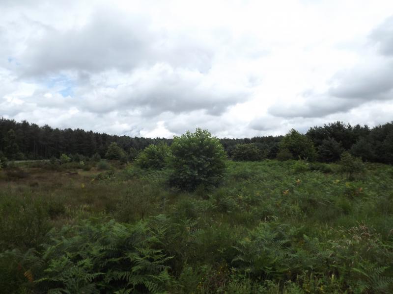DSCF0385.JPG