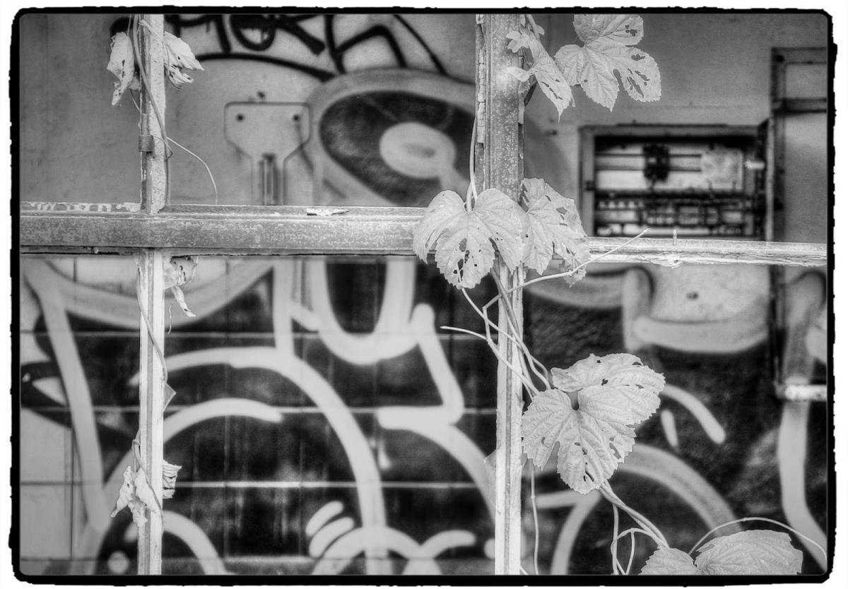 IMG_1802_Fotor.jpg