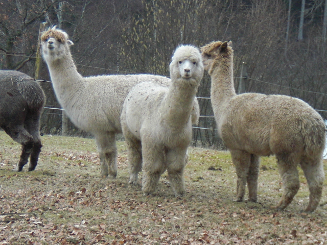 Lamas mit Hüten.JPG