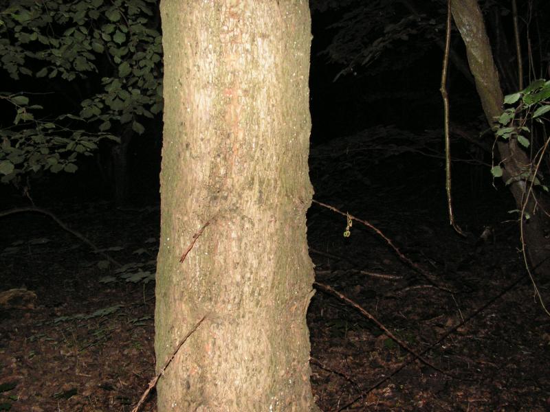 PICT0090.JPG