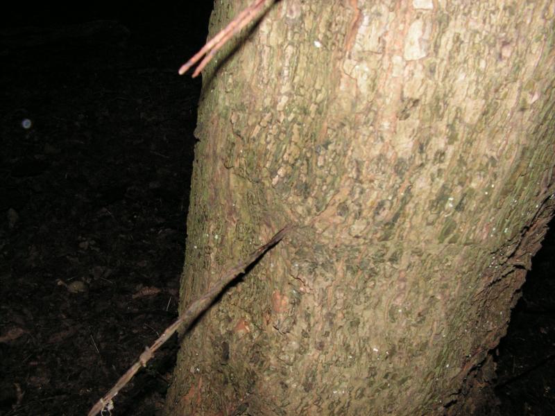 PICT0092.JPG