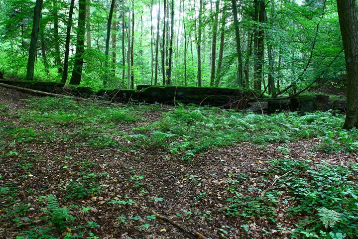 Schachtanlage im Wald23 (Small).JPG