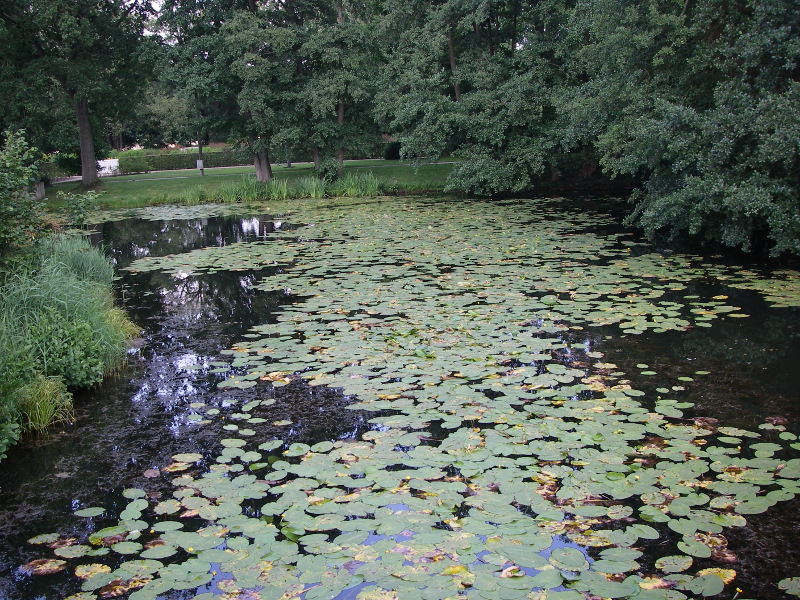 Teich.JPG