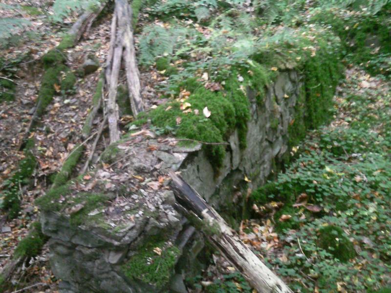 Tief im Wald 023.JPG