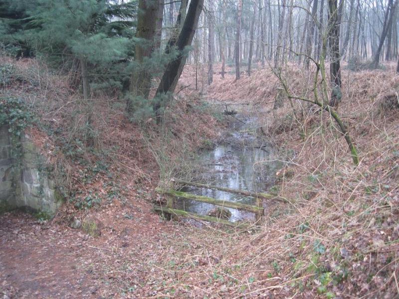 Wald II 4.jpg